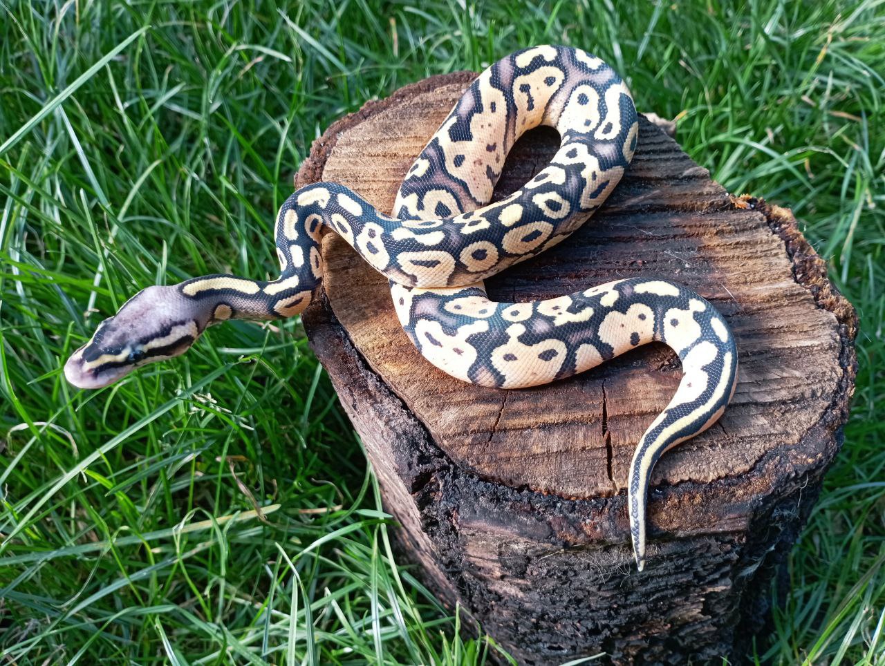 Самка королівського пітона. Python regius. FIREFLY LESSER