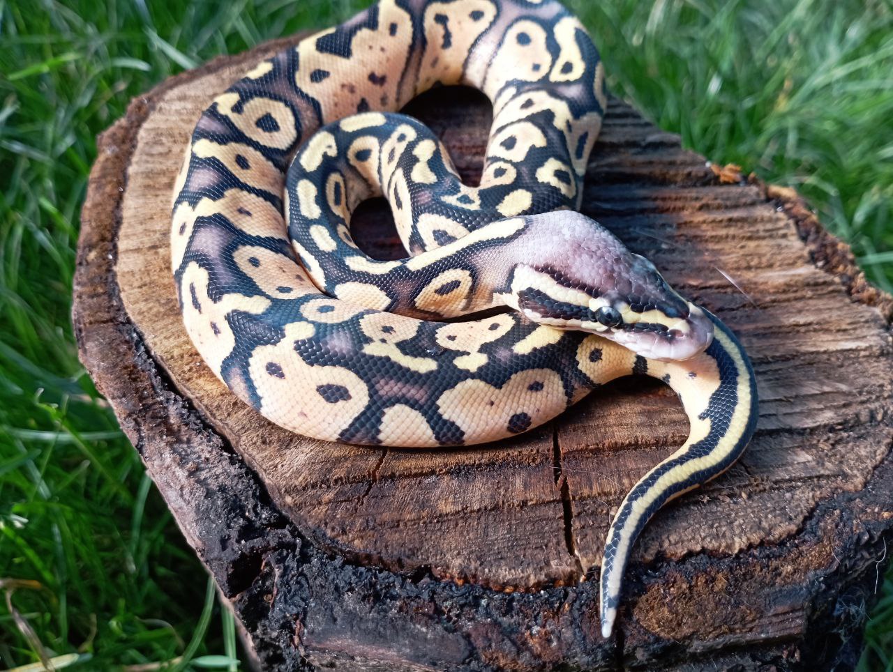 Самка королівського пітона. Python regius. FIREFLY LESSER