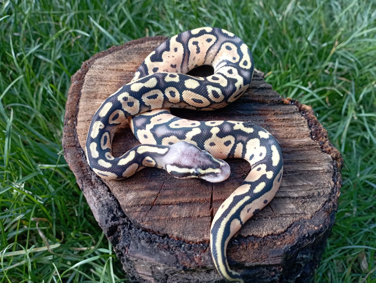 Самка королівського пітона. Python regius. FIREFLY LESSER