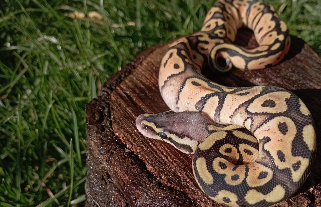 Самка королівського пітона. Python regius. FIREFLY LESSER