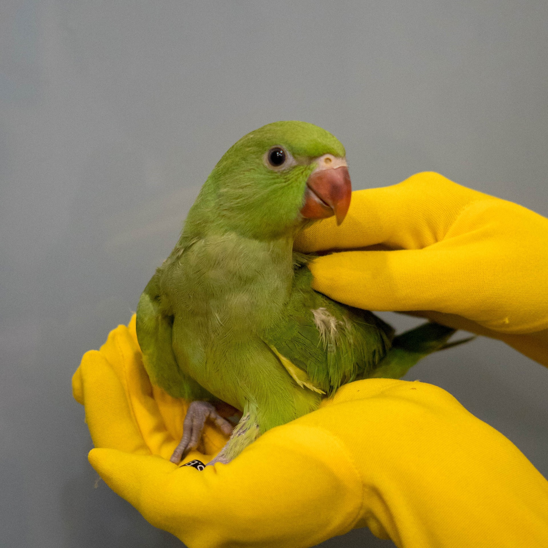 Ожерелові папужки зеленого забарвлення