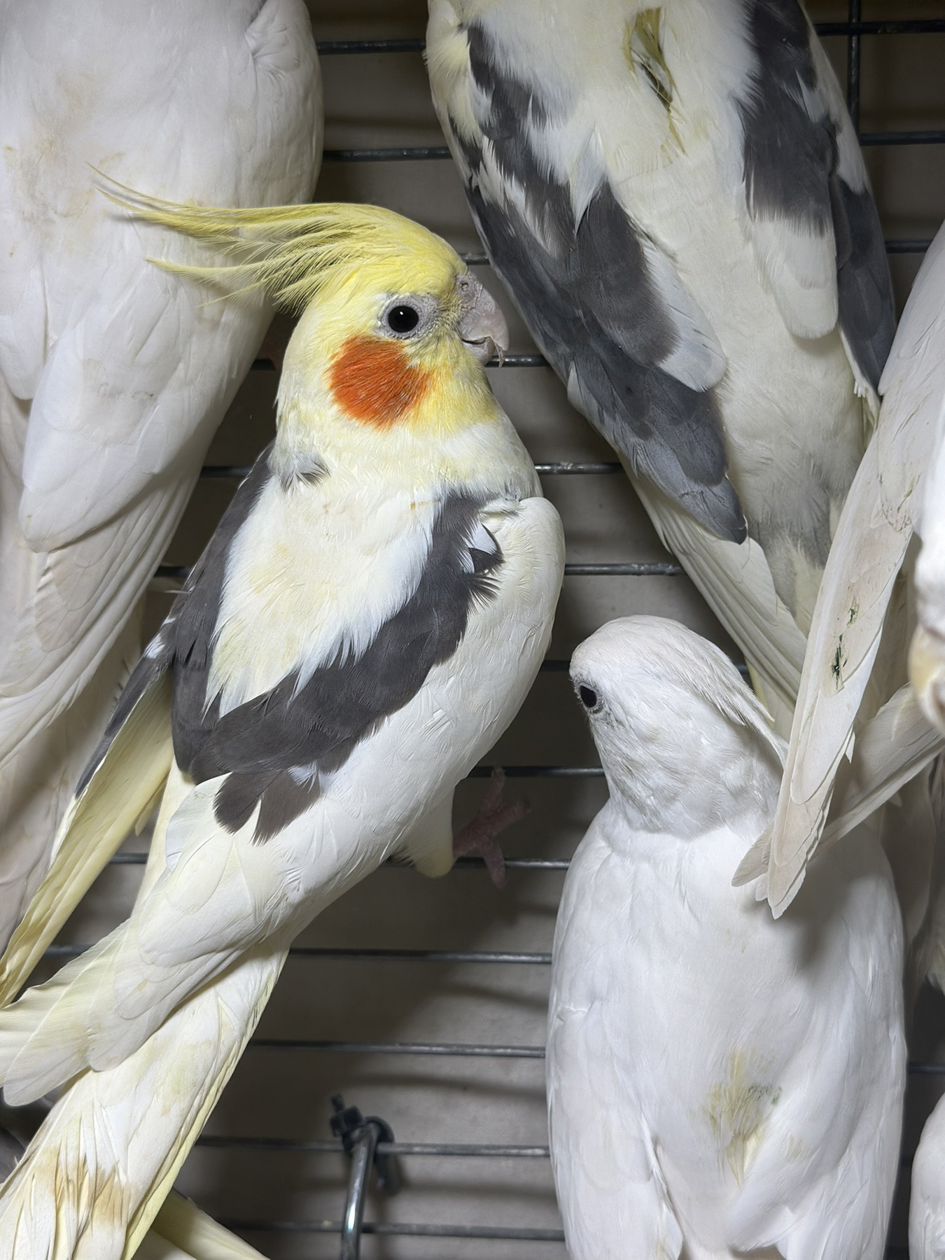 Попугай корелла, хохлатый говорящий попугай, разные окрасы