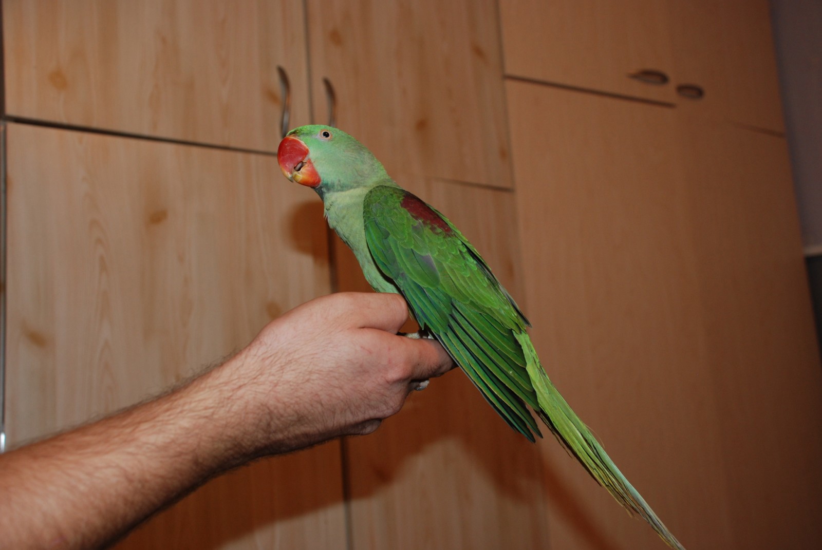 Александрийский зеленый попугай - ручной говорящий попугай