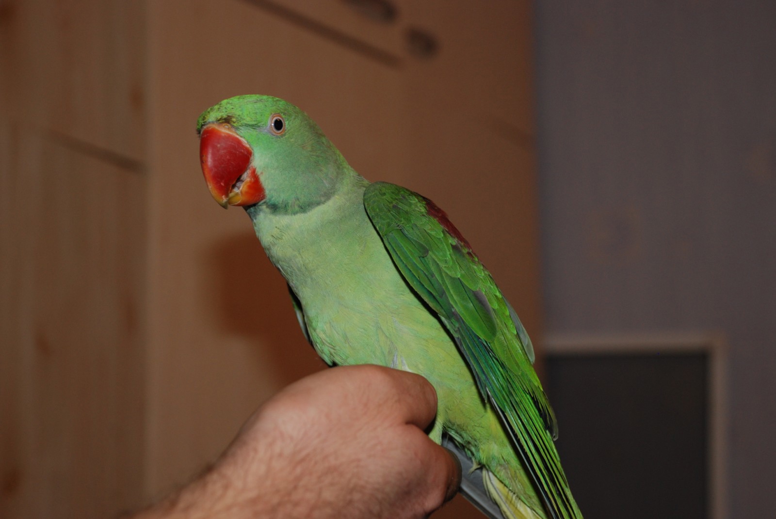 Александрийский зеленый попугай - ручной говорящий попугай