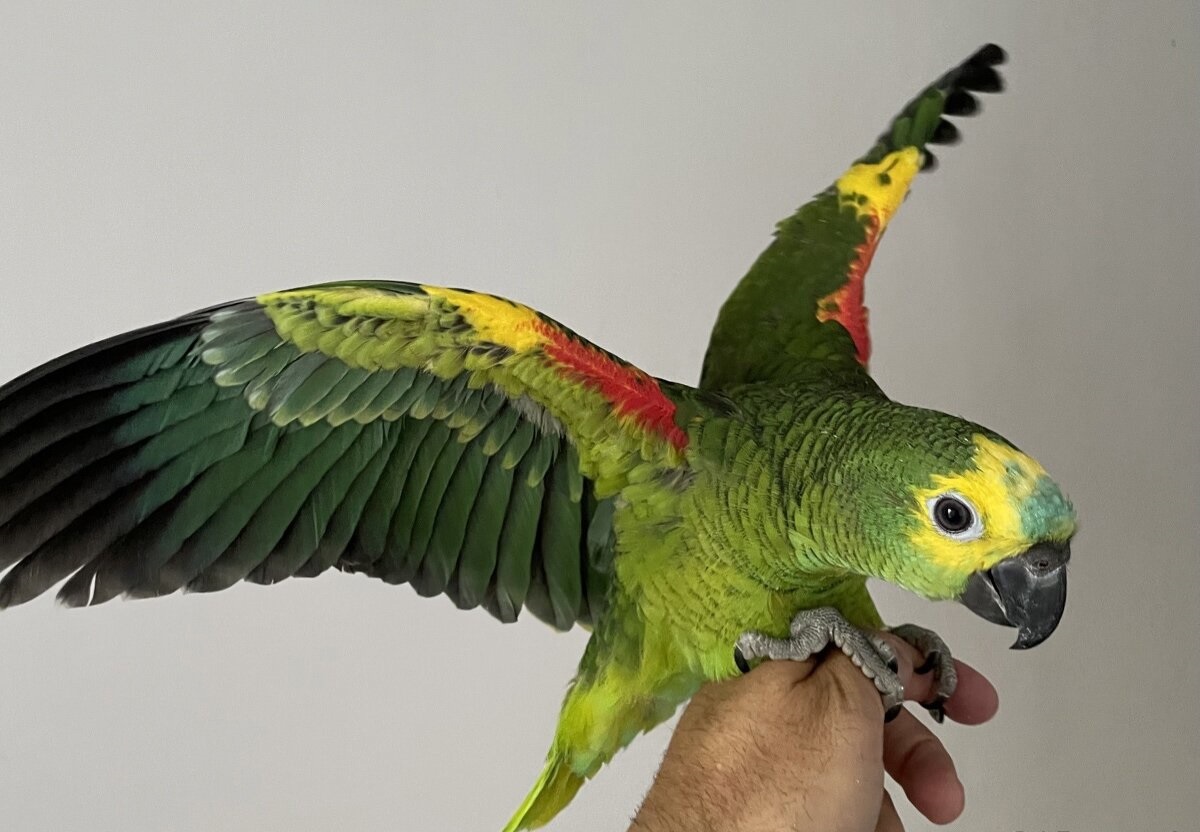 Амазон говорящий, умный, красивый попугай выкормыш