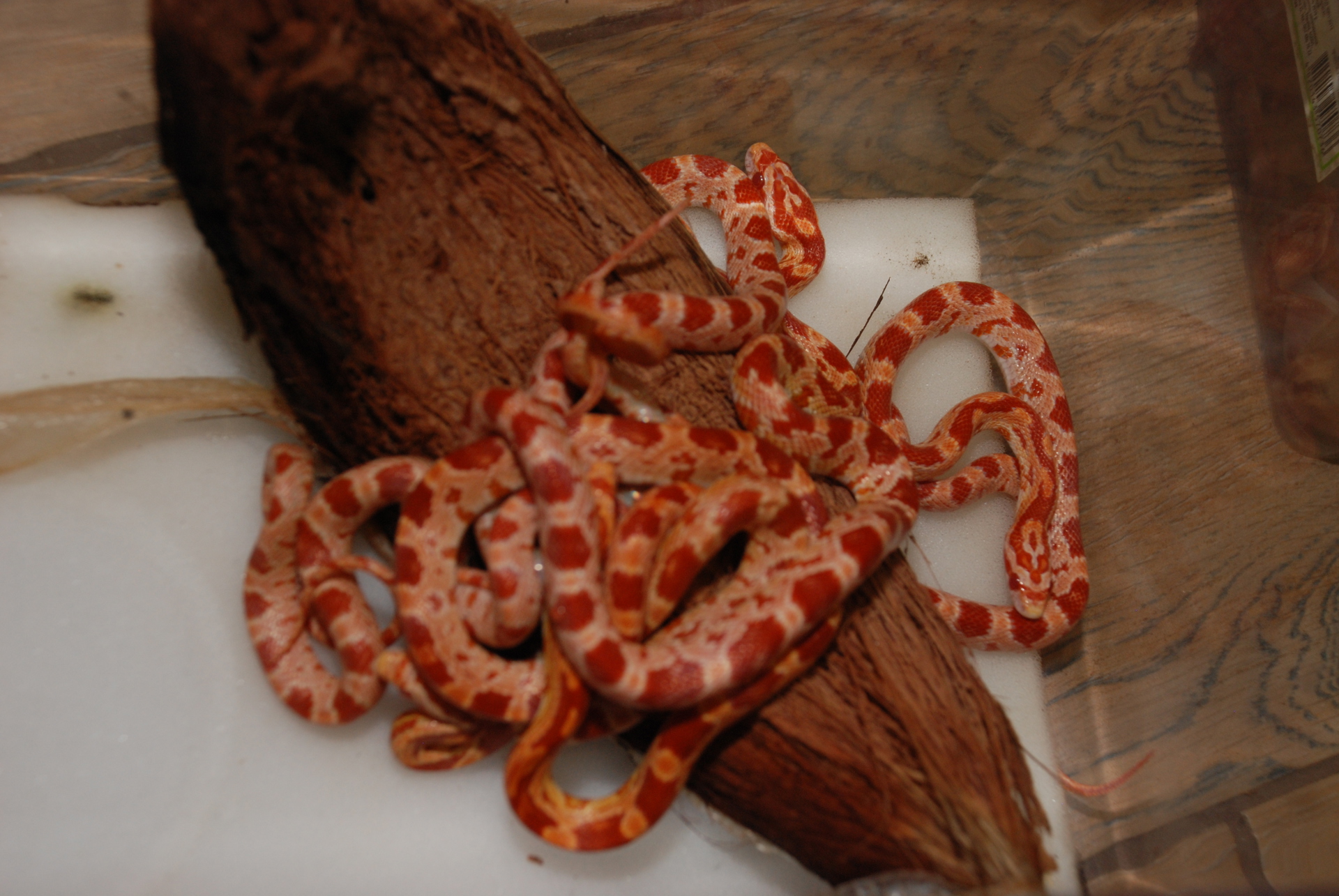 Тераріумні змійки маїсовий полоз Amel від 35 см