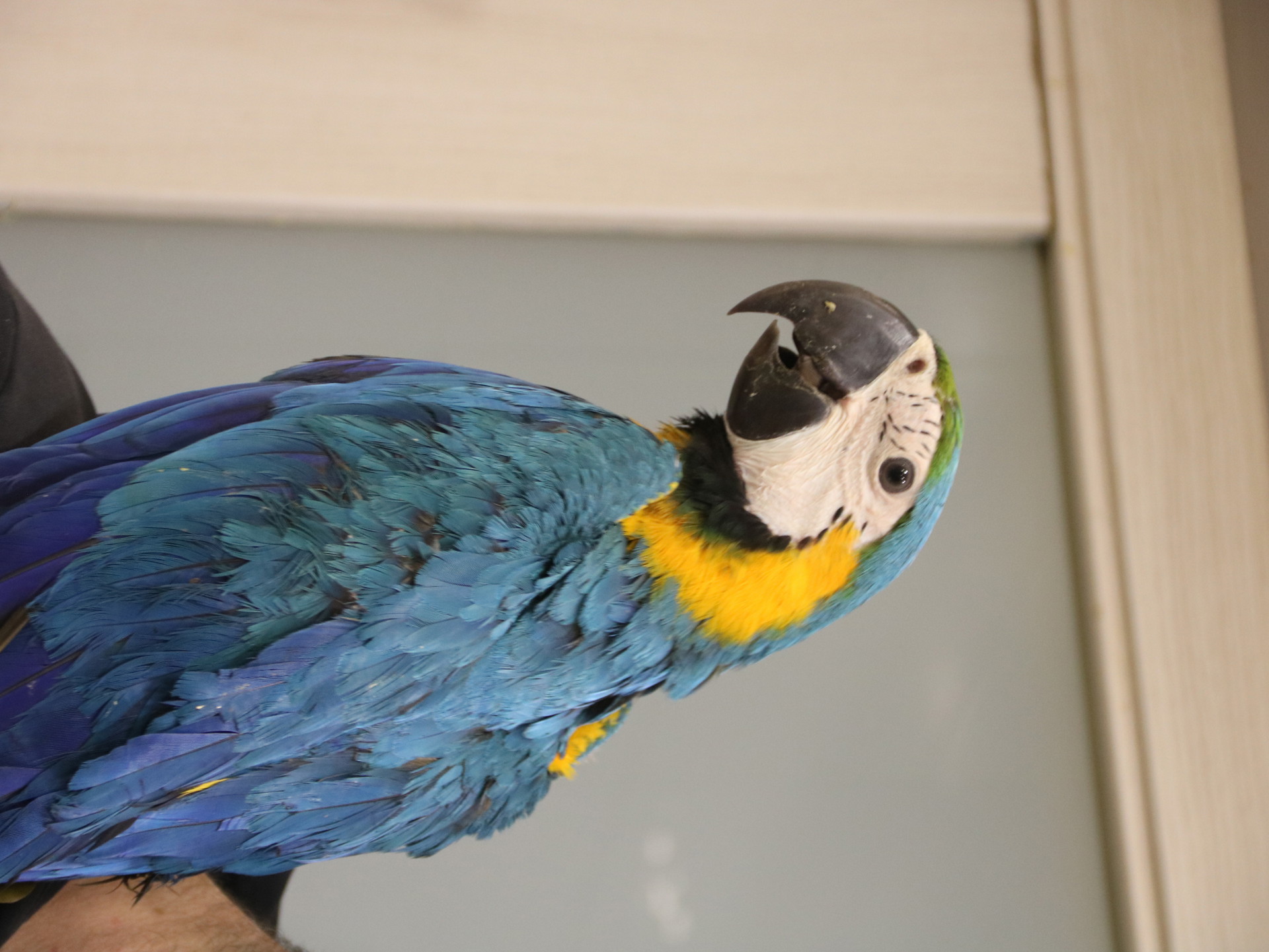 Попугай Ара сине-желтый птенцы выкормыши