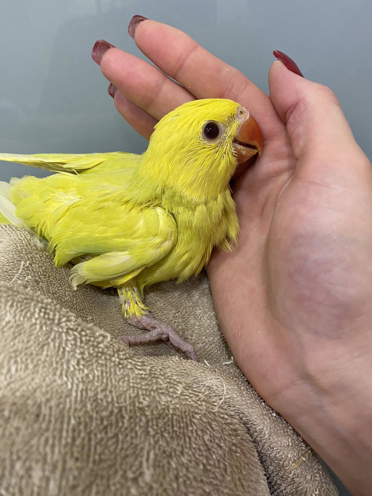 Ожереловый попугай салатово-желтый окрас ручные