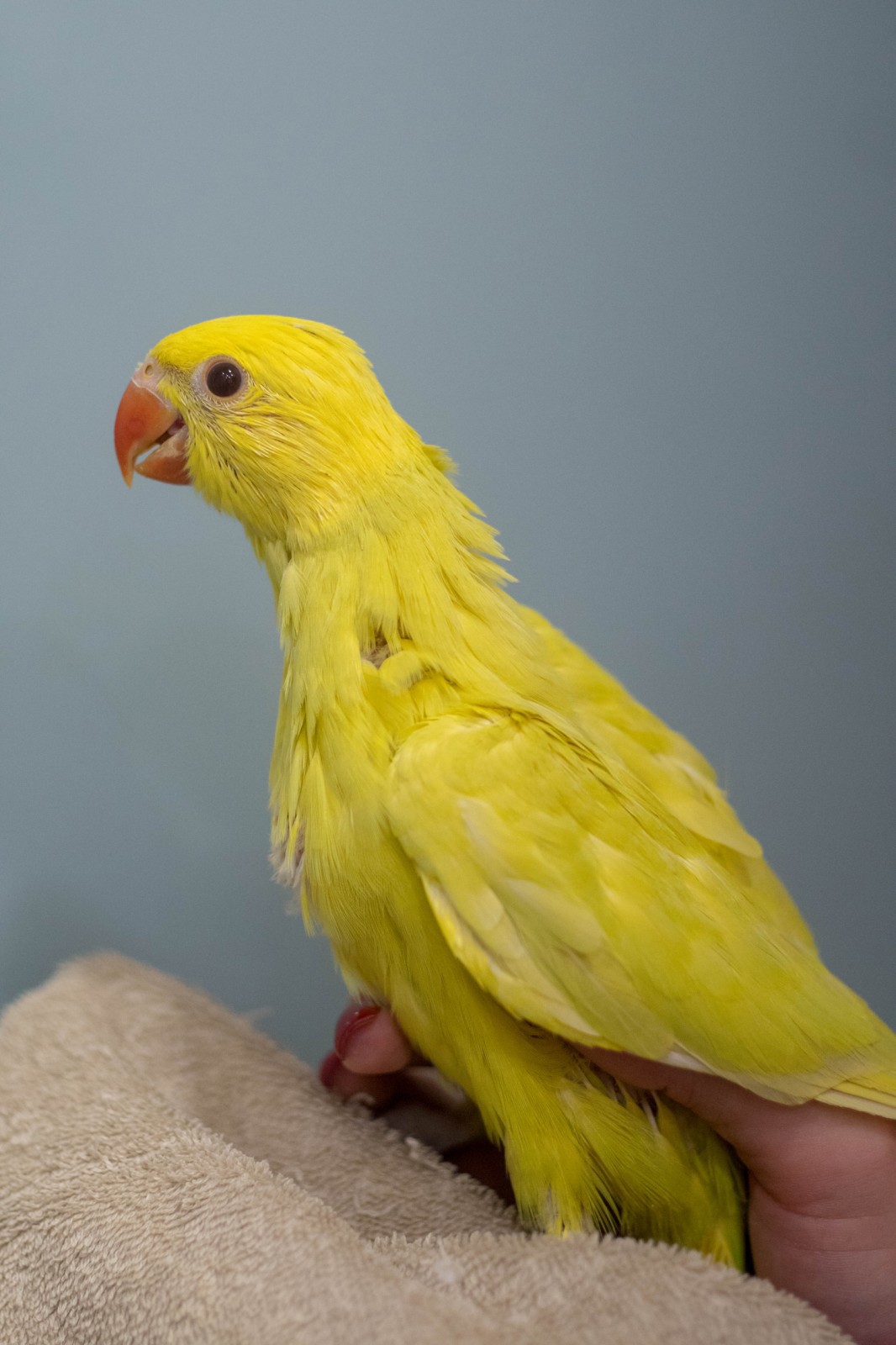 Ожереловый попугай салатово-желтый окрас ручные