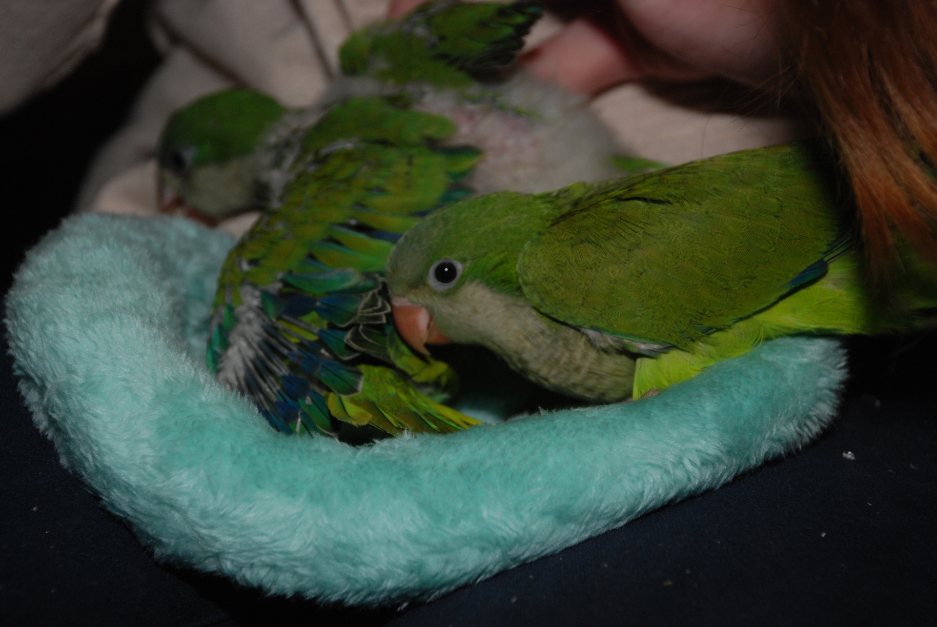 Популярний папуга квакер, повністю ручні малюки