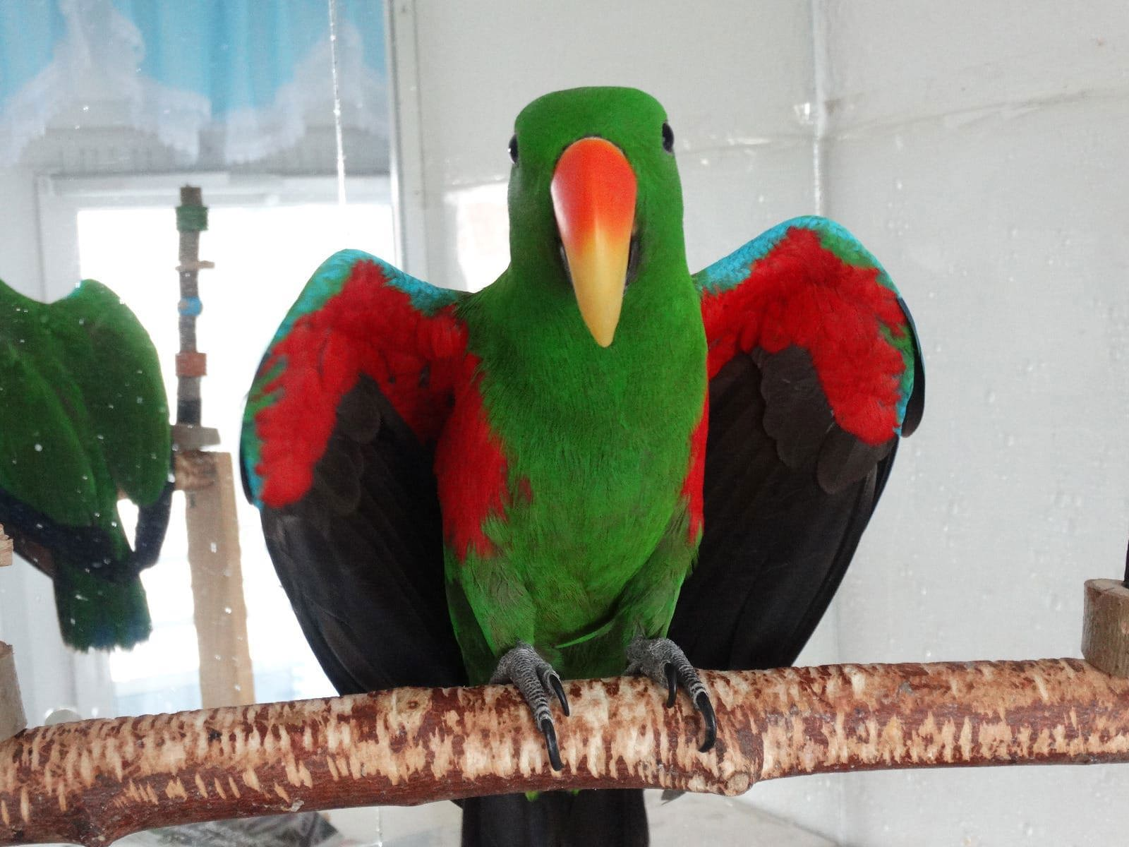 ожереловый, ожереловые попугаи ручные птенцы выкормыши, ожерелки, Индийский попугай.