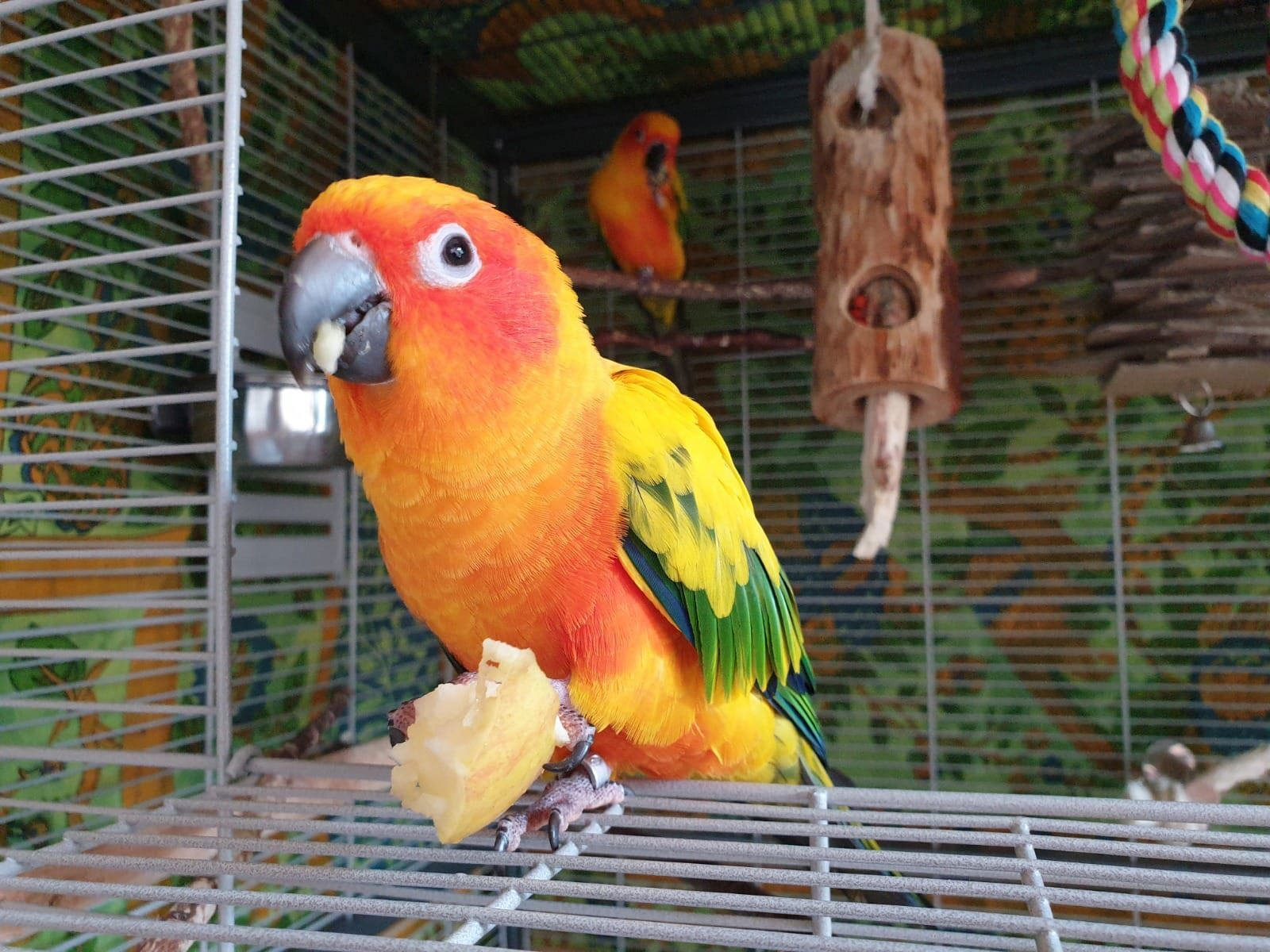ожереловый, ожереловые попугаи ручные птенцы выкормыши, ожерелки, Индийский попугай.