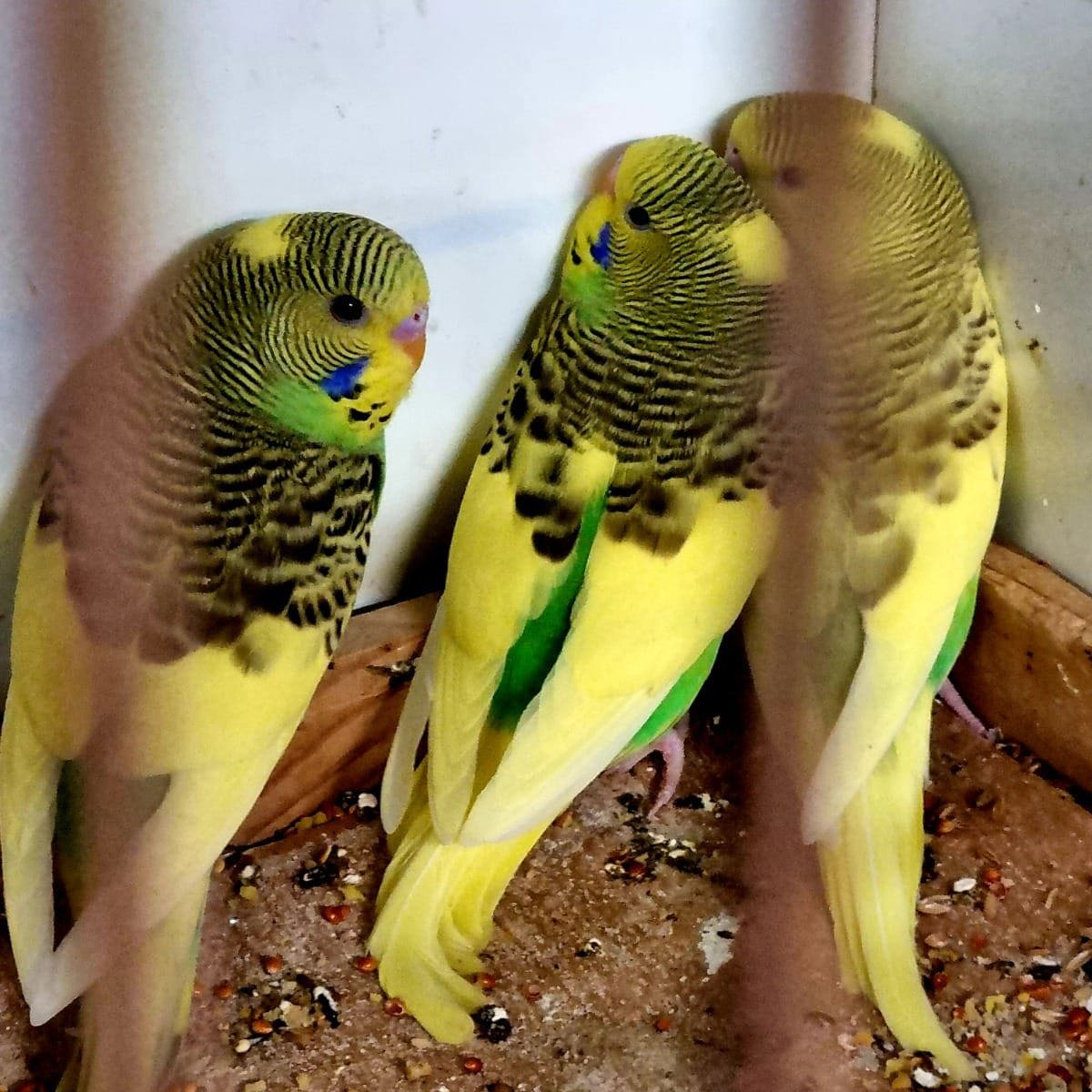 Волнистые попугаи птенцы ручные, клетки волнушки