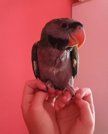 Кольчатые Китайские попугаи птенчики ручные