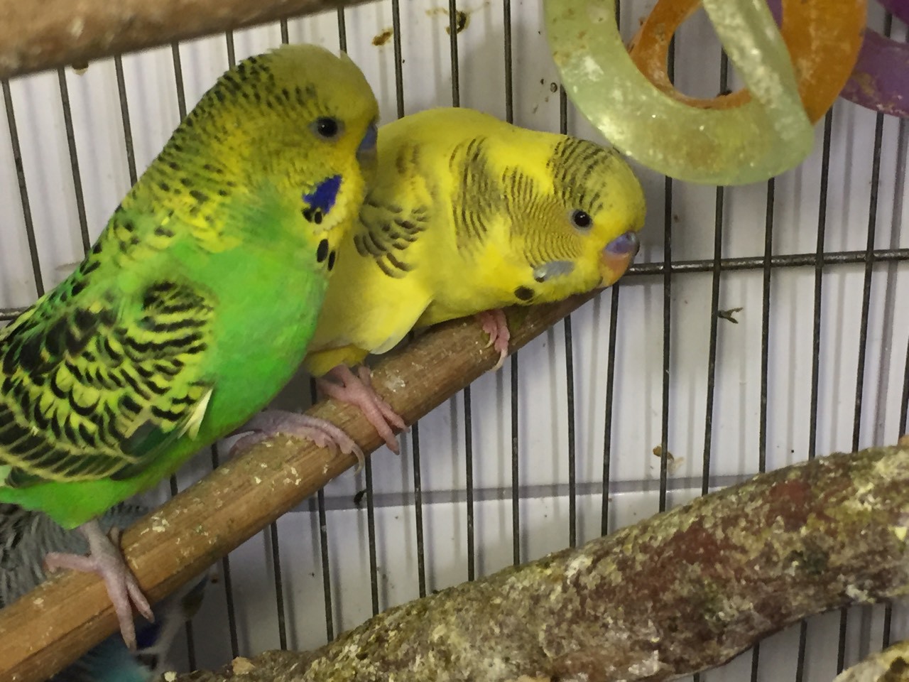 Попугай чех-получех зеленые и желтые, самки