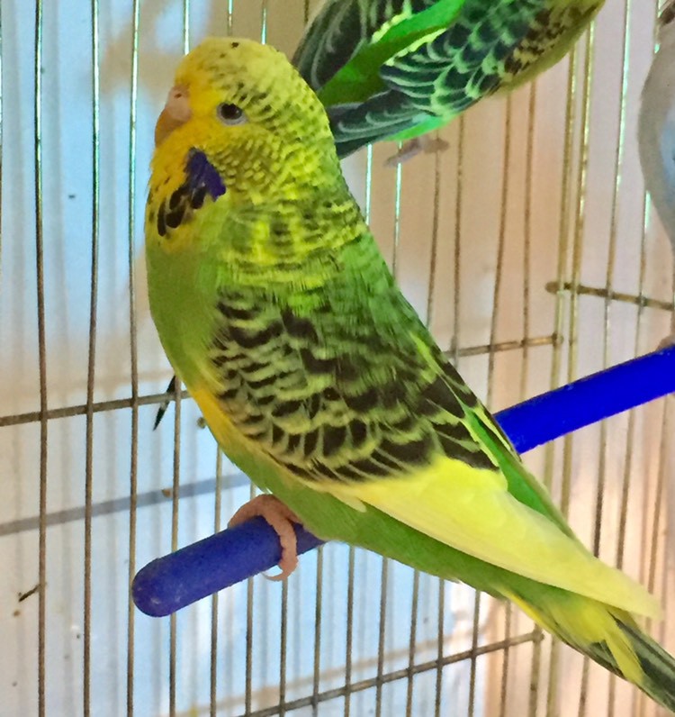 Попугай чех-получех зеленые и желтые, самки