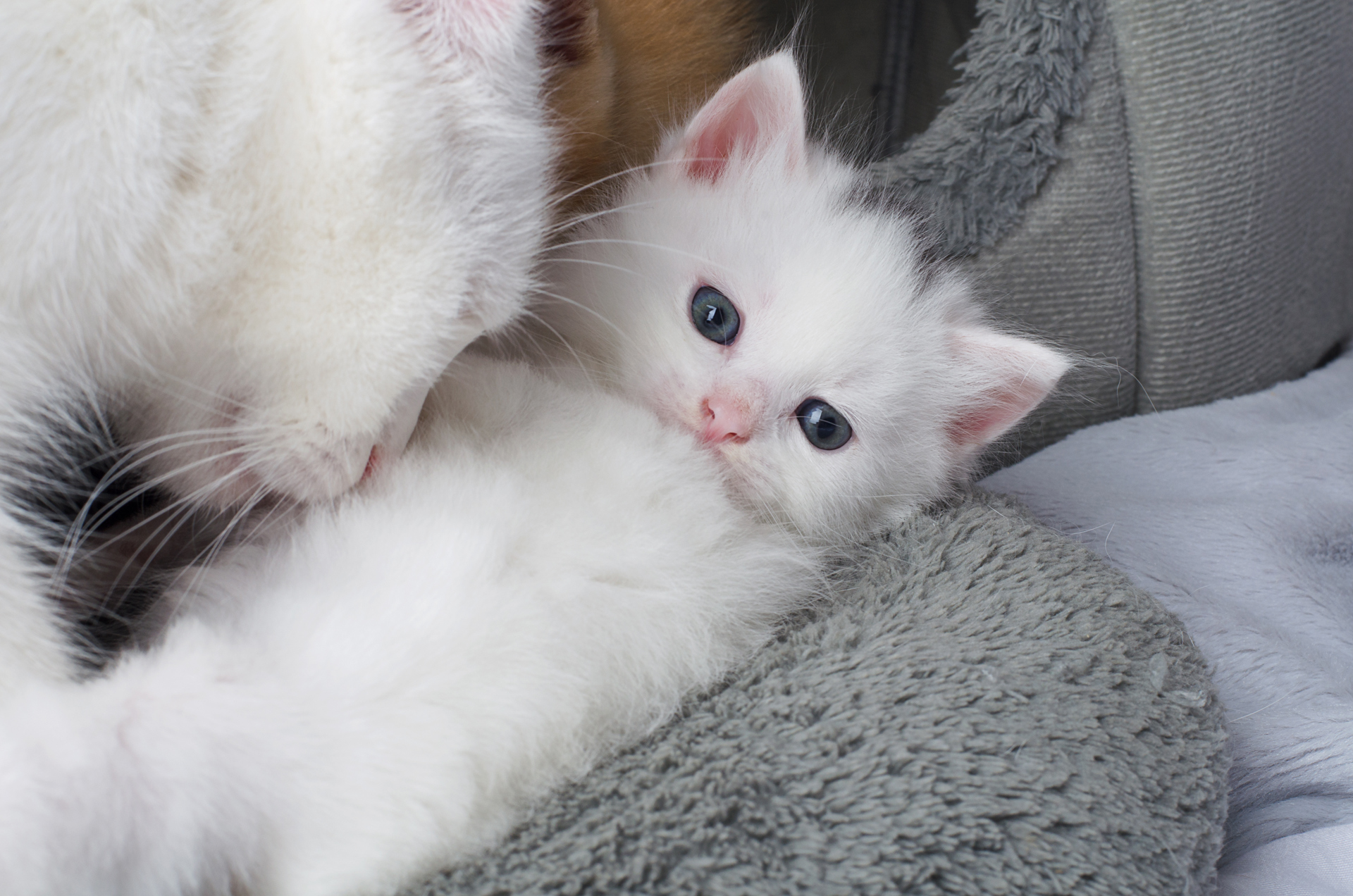Білий хлопчик кошеня, турецька Ангора
