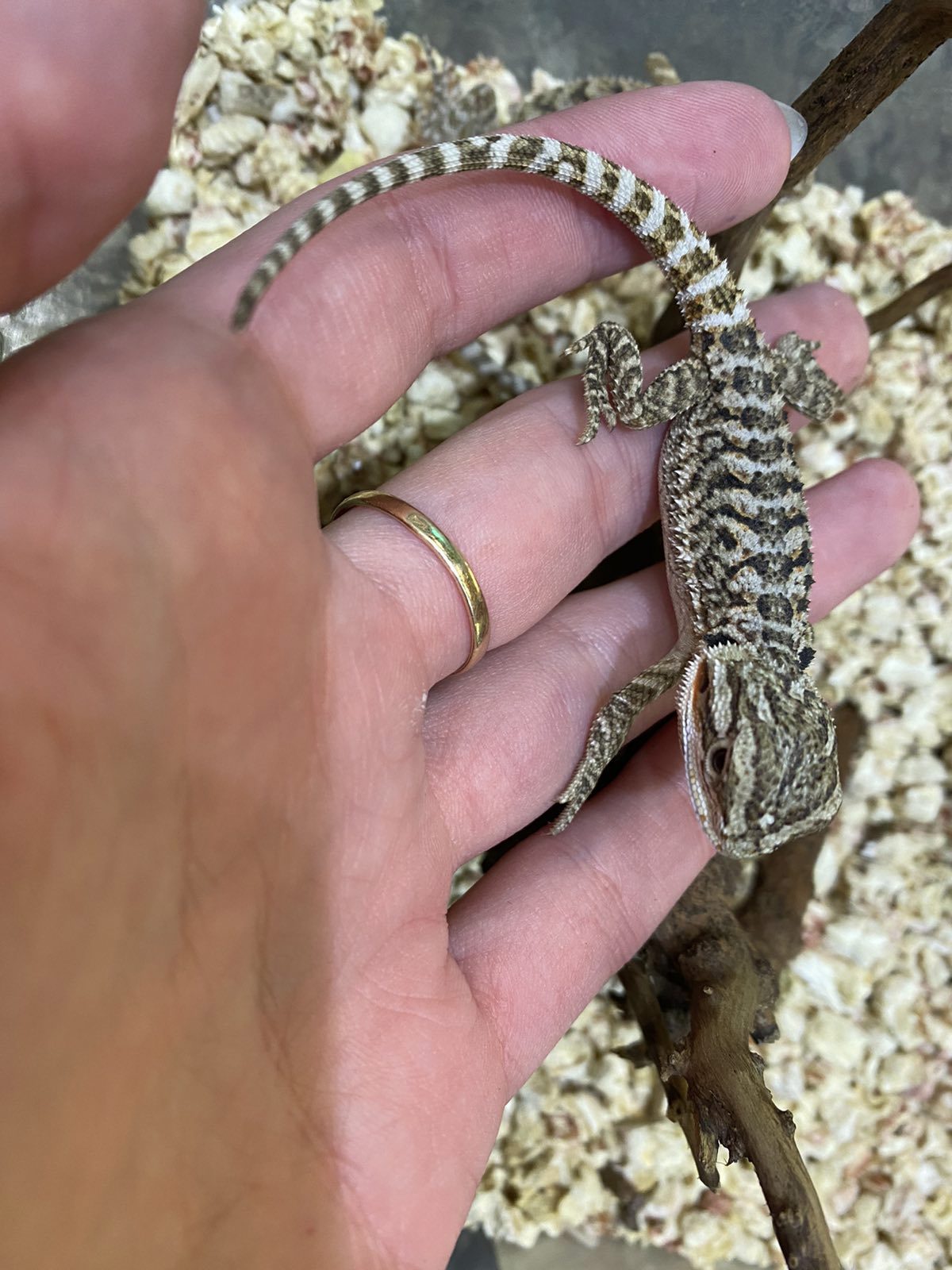 Ручний дракон - ящірка бородата агама, різного віку та статі