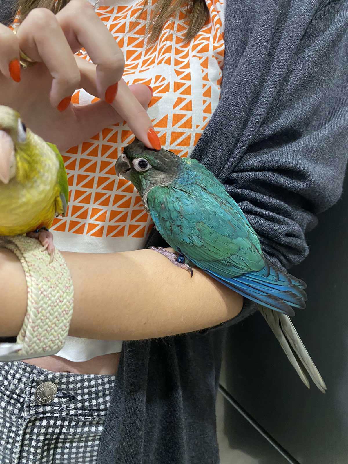 Ручной попугай пиррура, птенцы выкормыши синего окраса