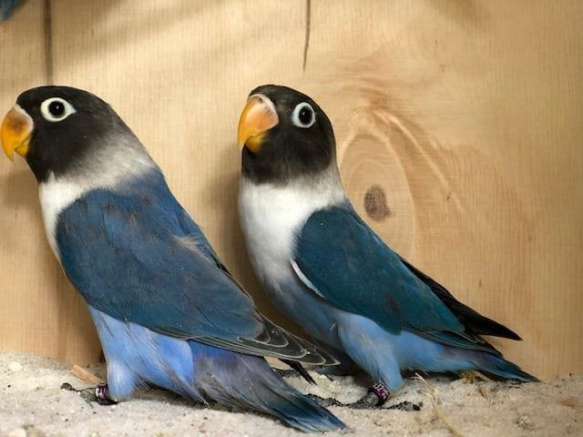 Попугаи неразлучники (Масковые синие, фишера)