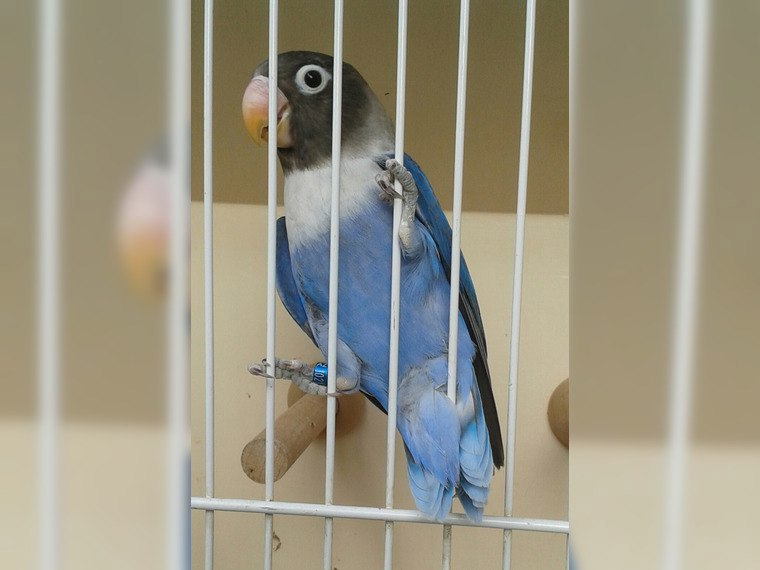 Попугай неразлучник птенцы 1.5-2 месяца