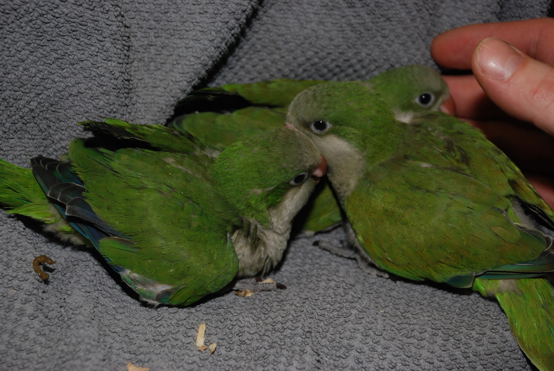 Квакеры - попугай Монах самцы, малышня - ручные докормыши