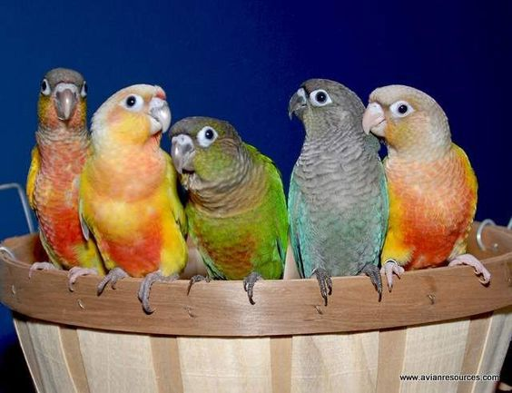 Папуга докормиш пташенята пірура різнобарвні