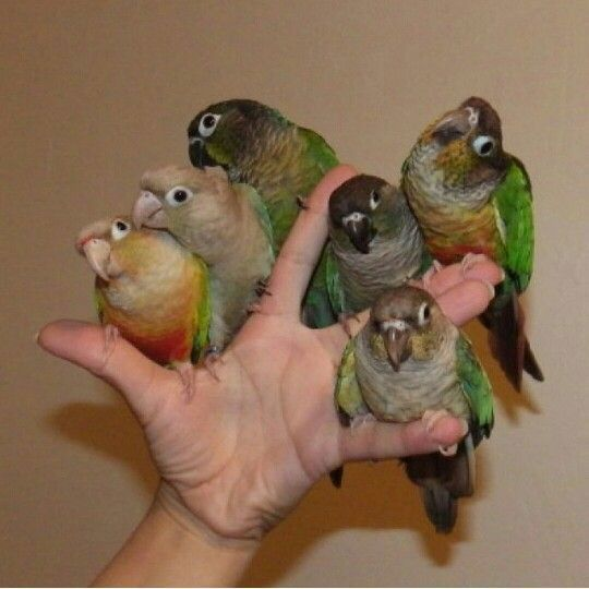 Папуга докормиш пташенята пірура різнобарвні