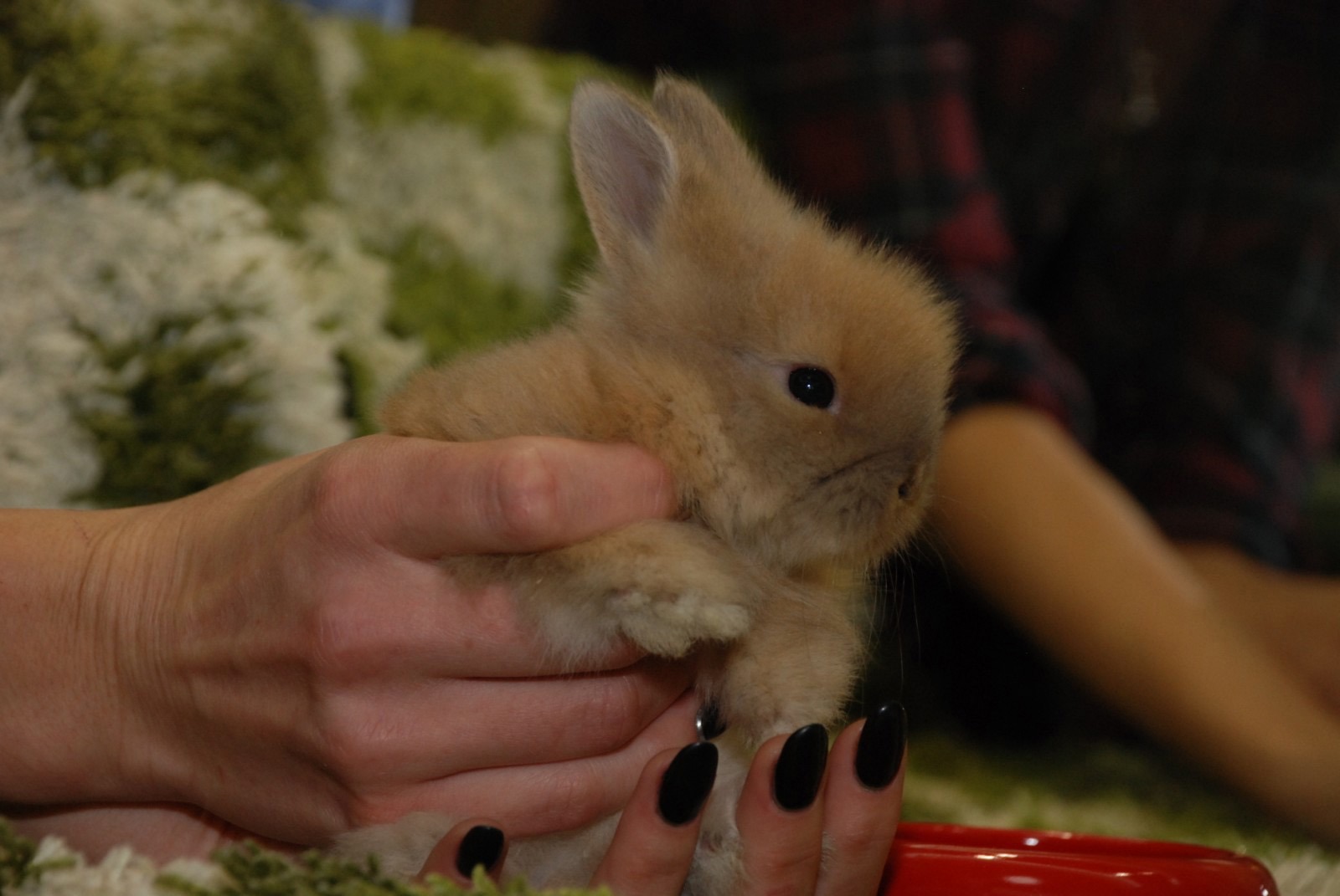 Міні кролик міні Лоп- карликовий декоративний кролик