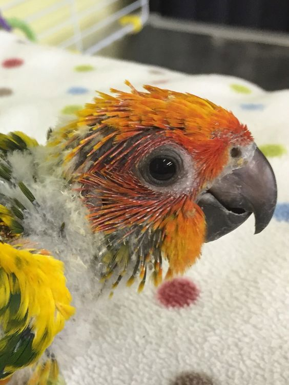 Солнечная аратинга попугай для всей семьи - докормыши