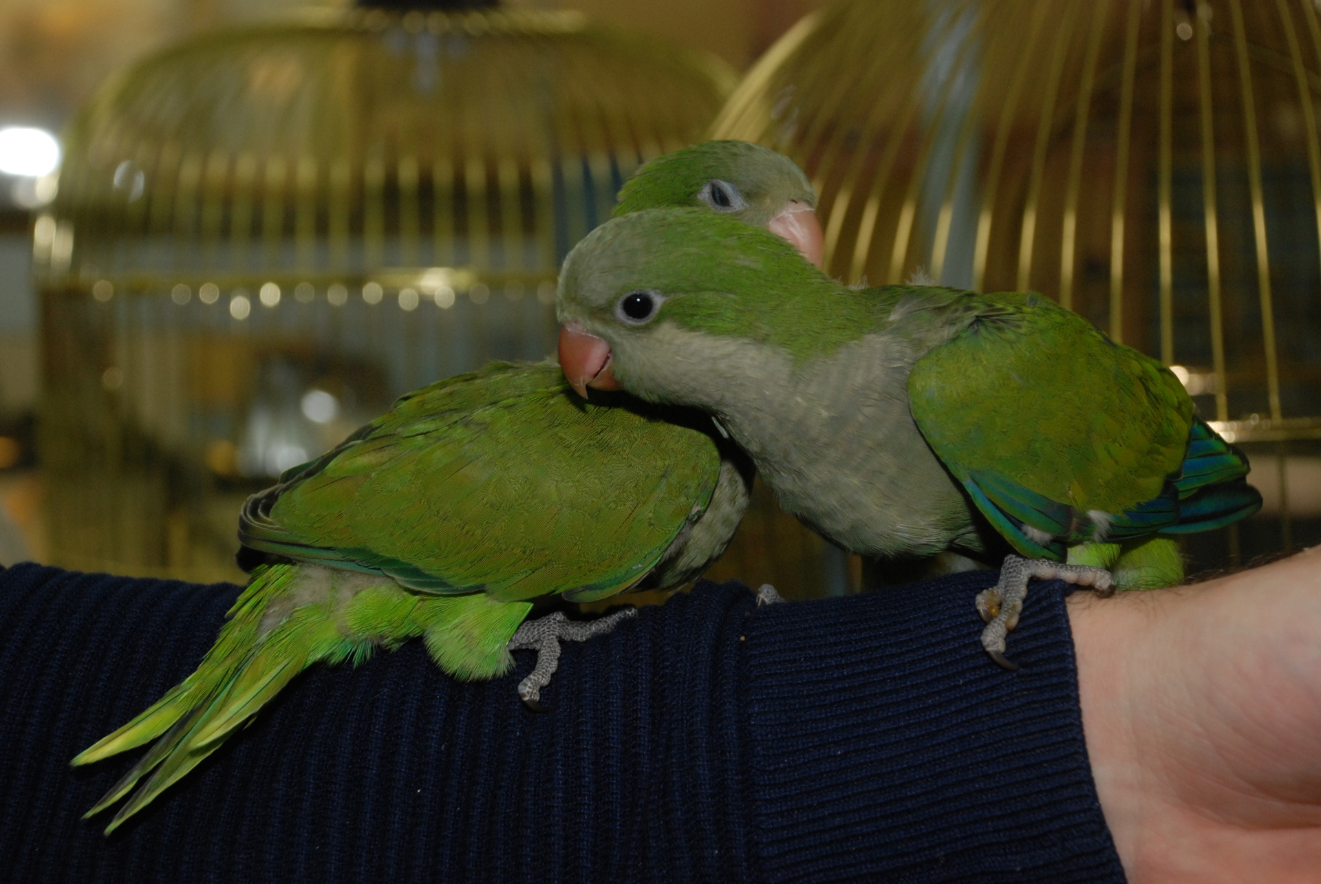 Говорящие попугаи калита монах квакер - Природный зеленый окрас