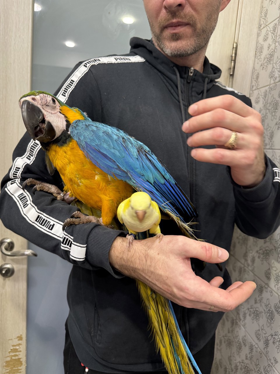 Ручной говорящий попугай ара сине-желтый ара Самка