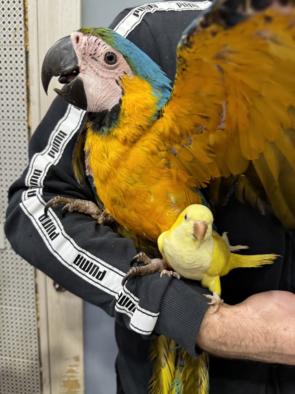Ручной говорящий попугай ара сине-желтый ара Самка
