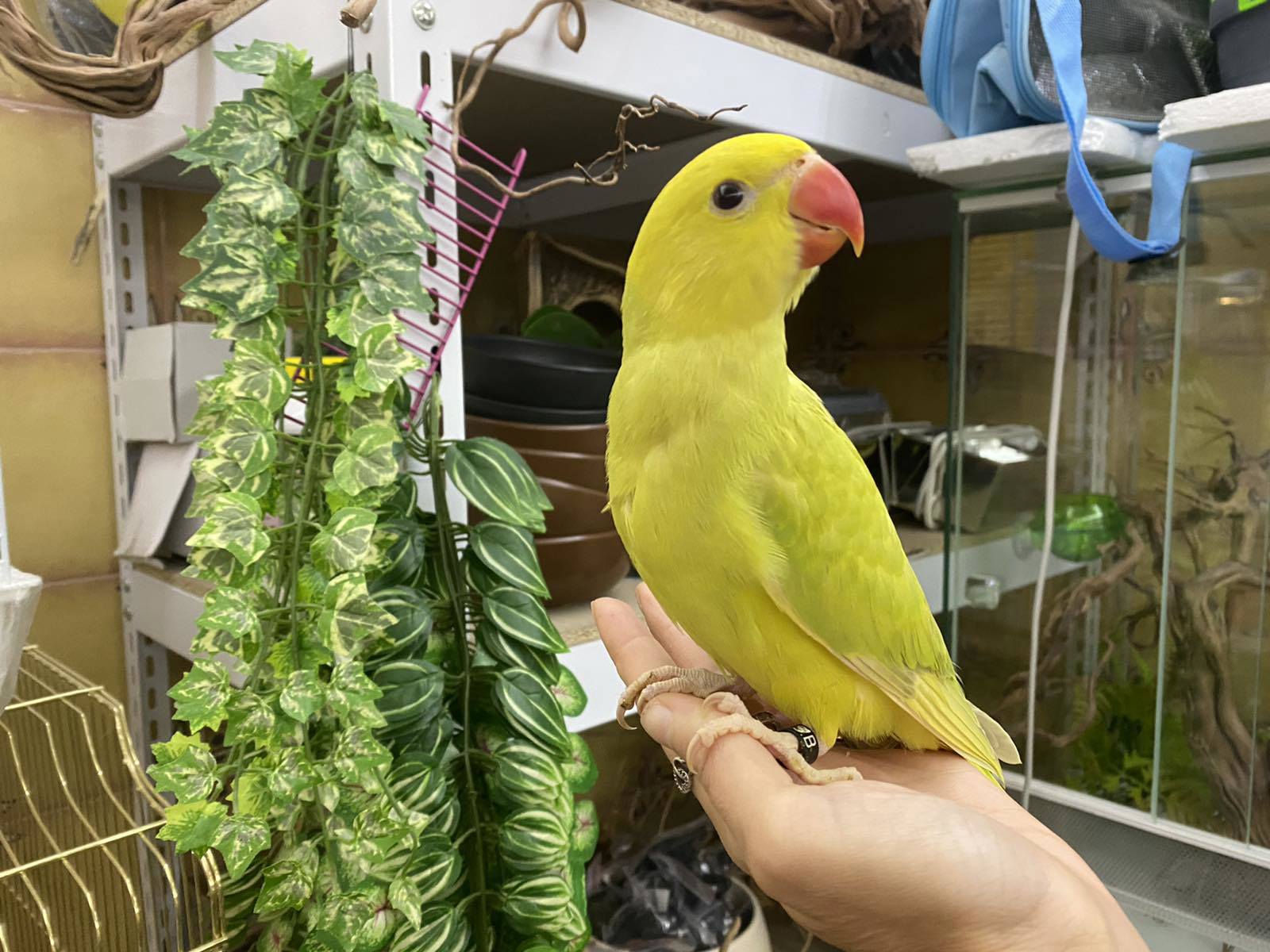 Ожереловый попугай Крамера желто-салатовый, малыши