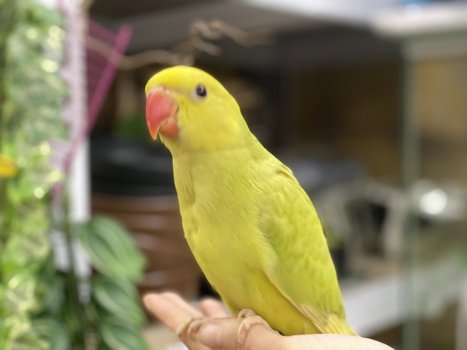 Ожереловый попугай Крамера желто-салатовый, малыши