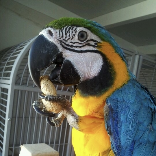 Ара синьо-жовтий, ручний ара, пташеня викормиш, великий папуга