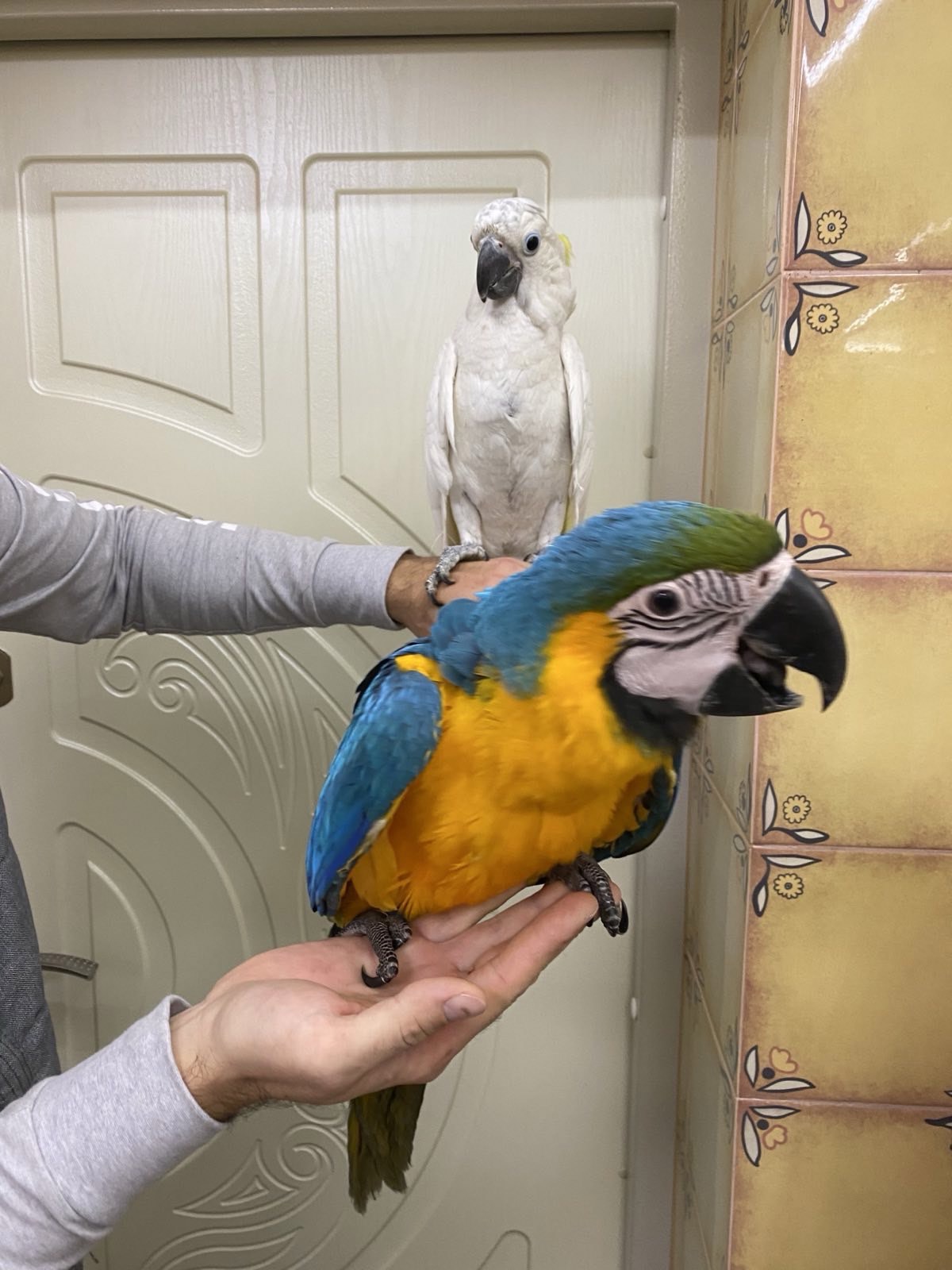 папуга ара синьожовта, синьожовті ари- ручні пташенята