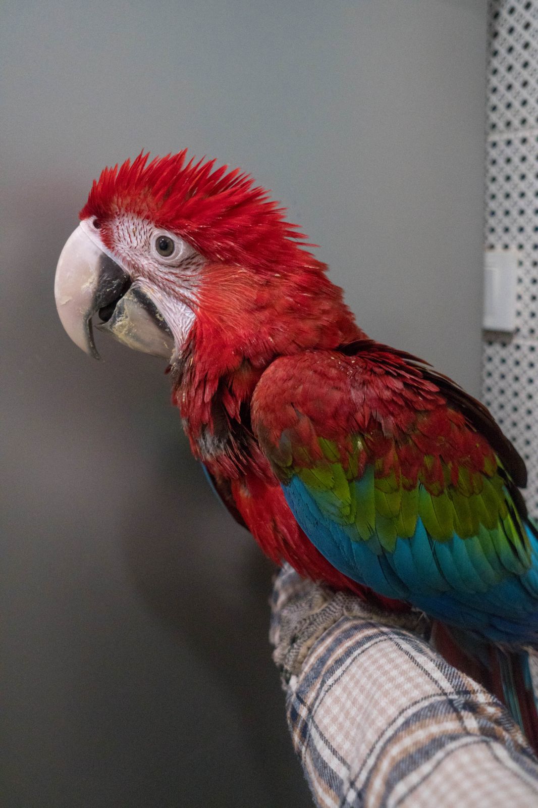 Крупный красный попугай - Ара зеленокрылый - птенец выкормыш