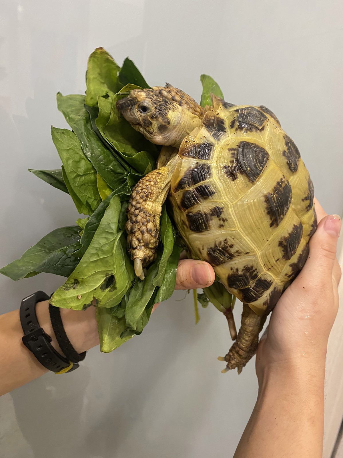 Среднеазиатская черепаха - яркая сухопутная самка 18-20 см черепаха