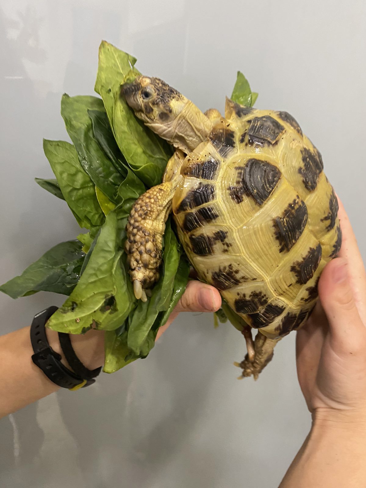 Среднеазиатская черепаха - яркая сухопутная самка 18-20 см черепаха