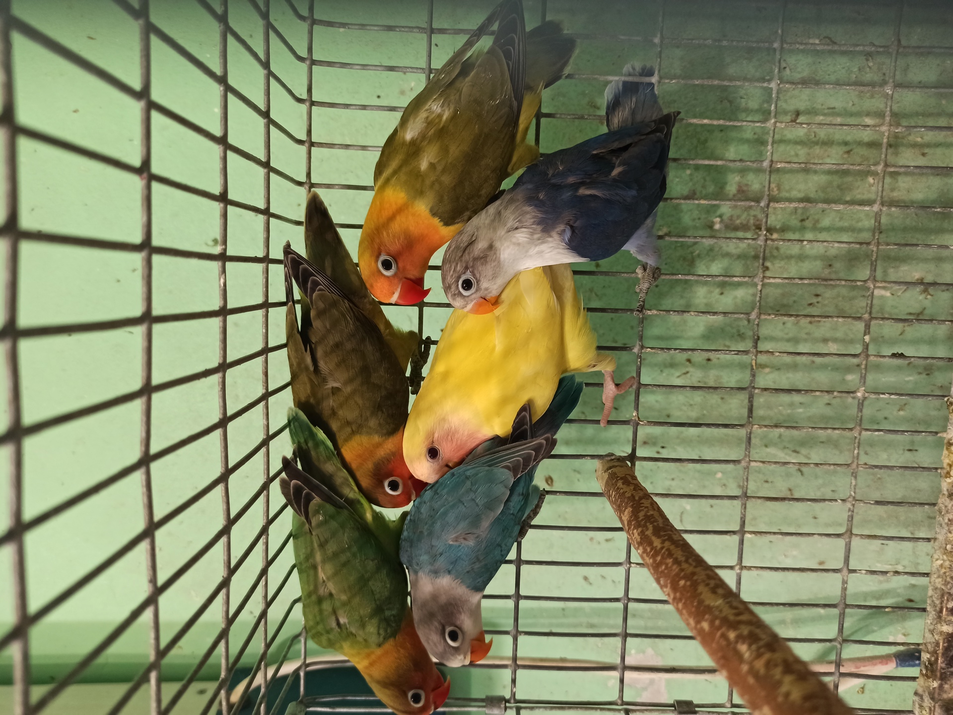 Птенцы попугаев неразлучников