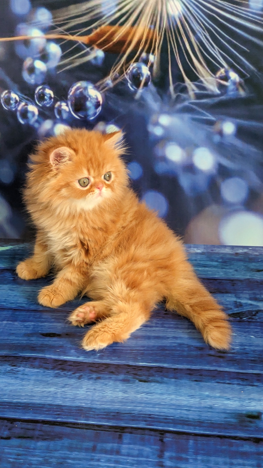 Продам персидське кошеня класичне