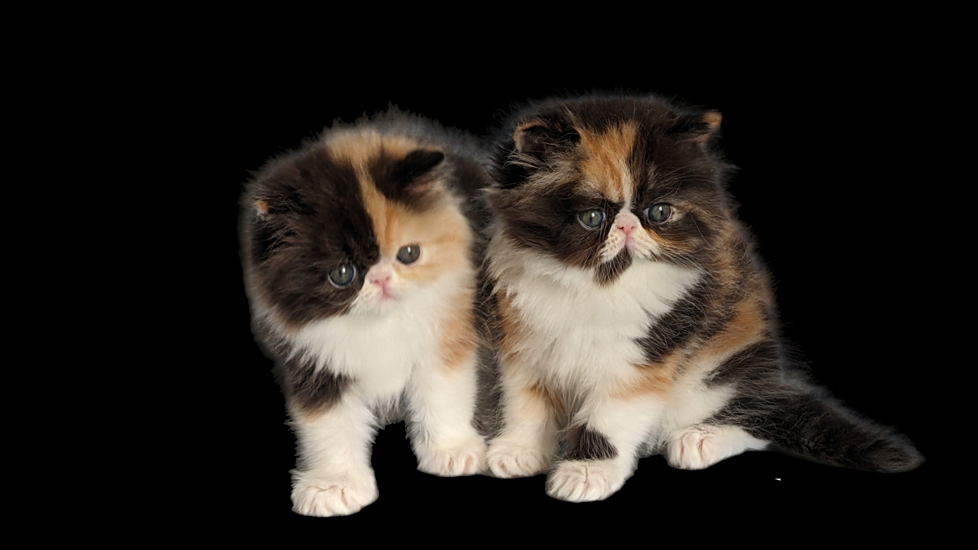 Персидські кошенята з розплідника