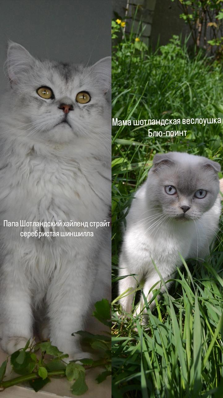 Котята шотландской шиншиллы