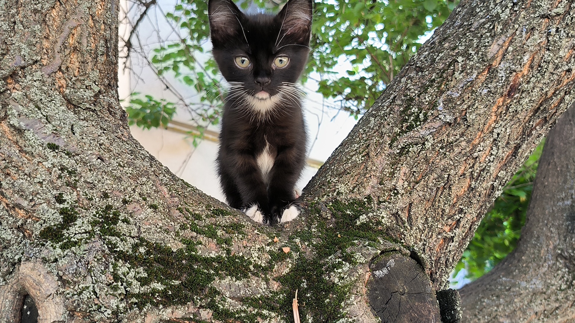 Кошеня чорно-білого кольору, короткошерсте