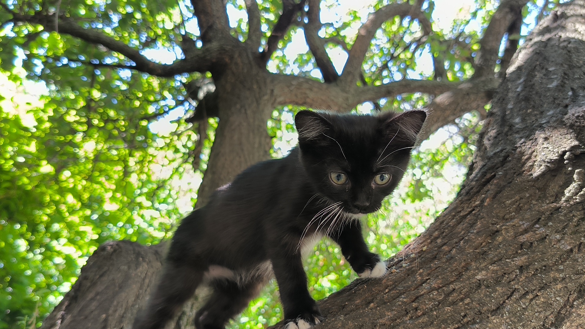 Кошеня чорно-білого кольору, короткошерсте