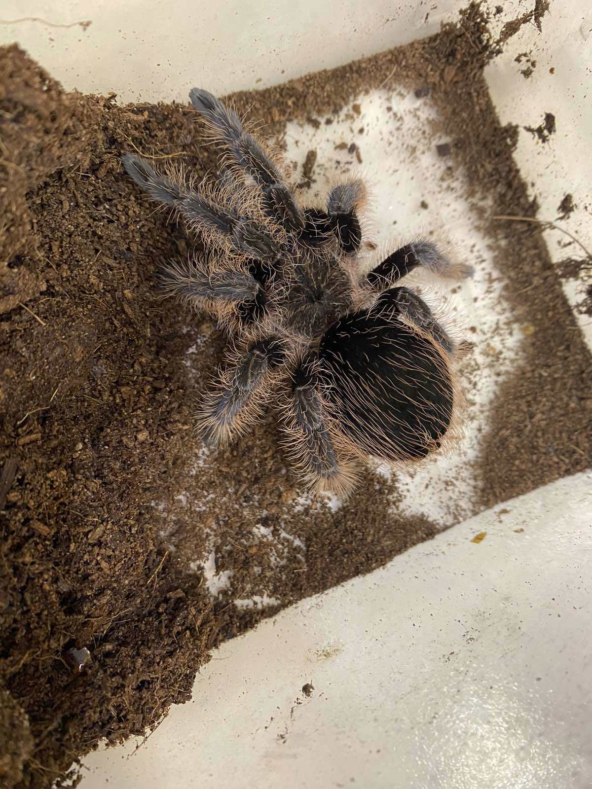 Павук альбопілосум, павучки птахоїди - Brachypelma albopilosum