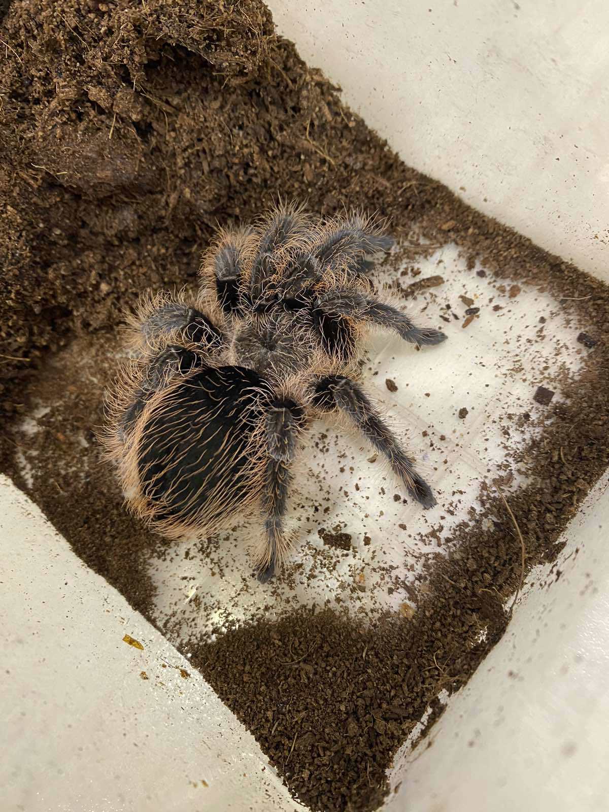 Павук альбопілосум, павучки птахоїди - Brachypelma albopilosum