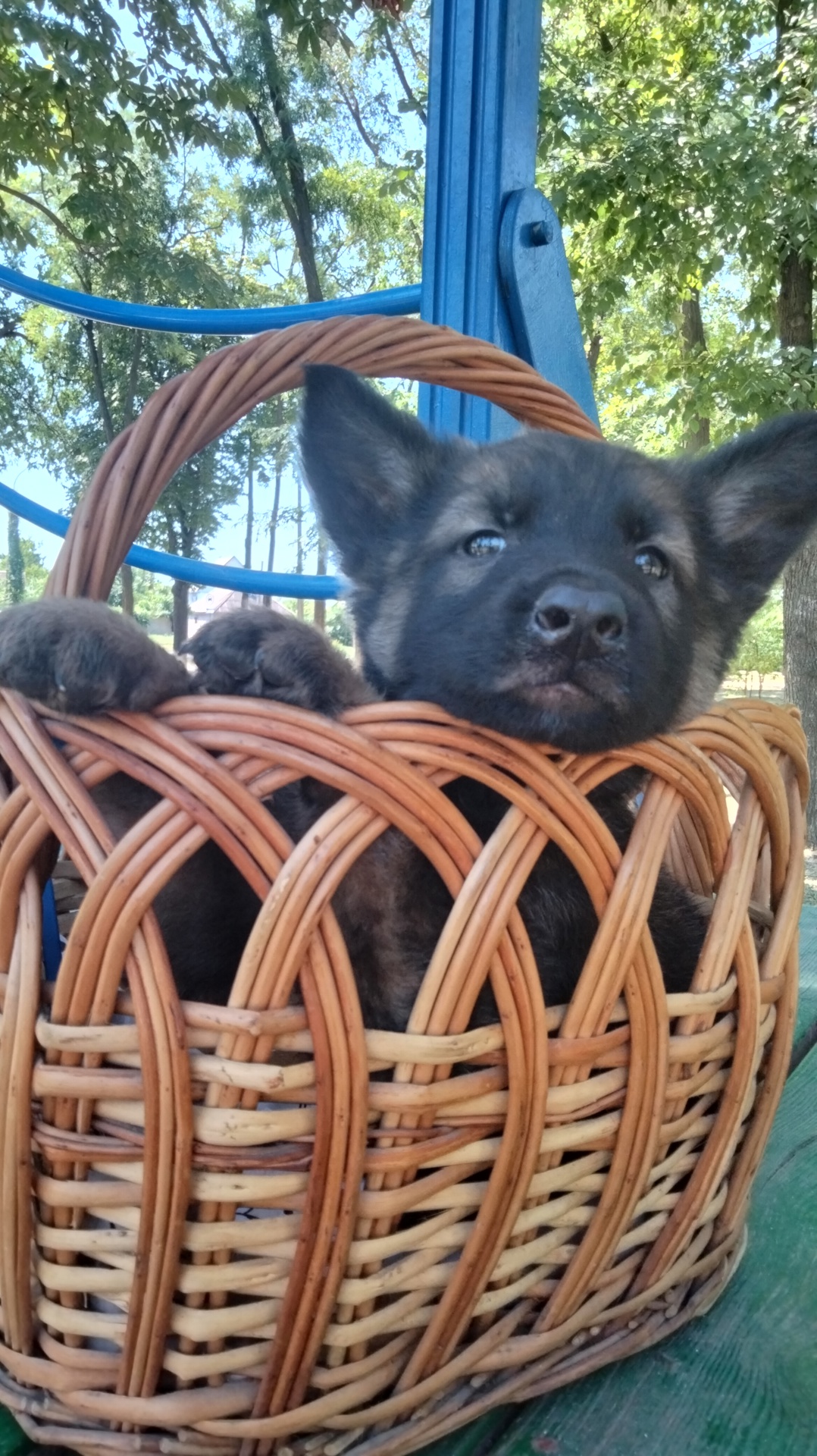 Цуценята німецької вівчарки. 2 місяці