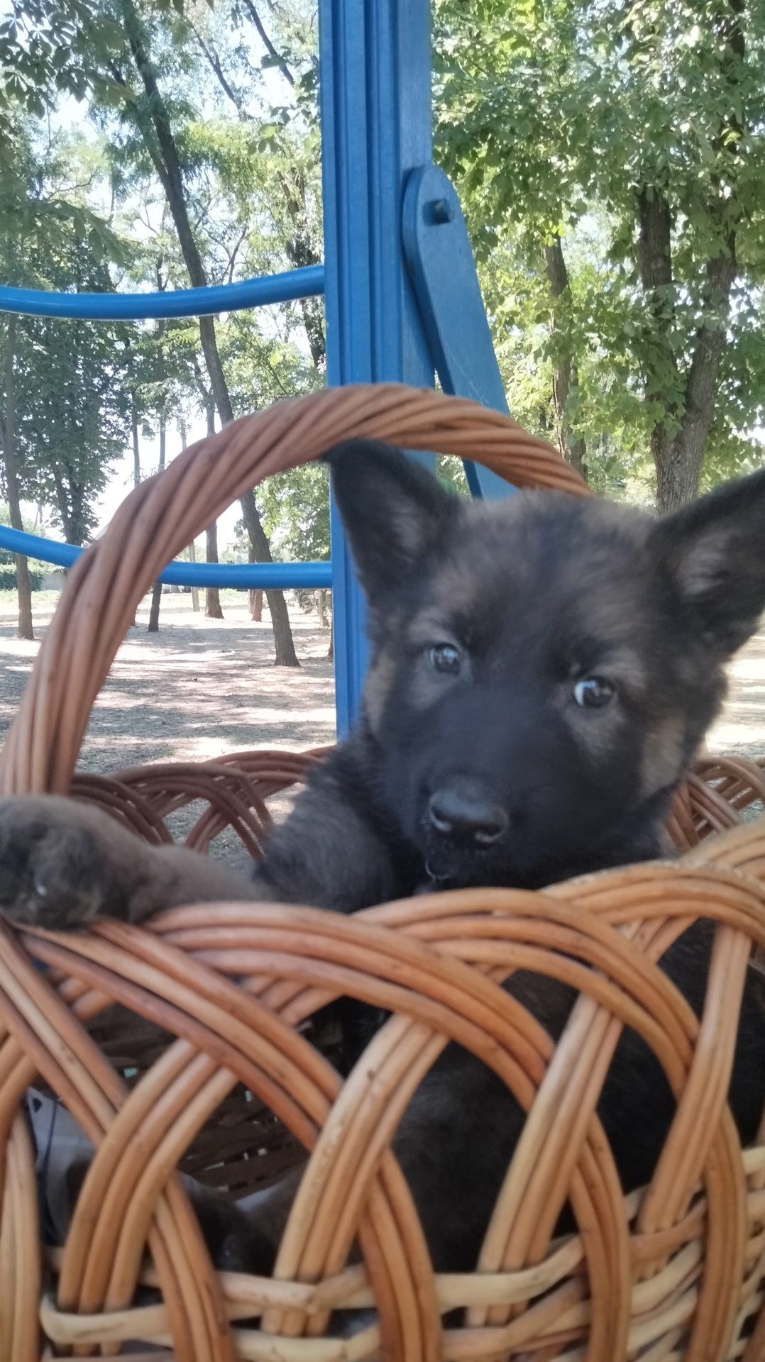 Цуценята німецької вівчарки. 2 місяці